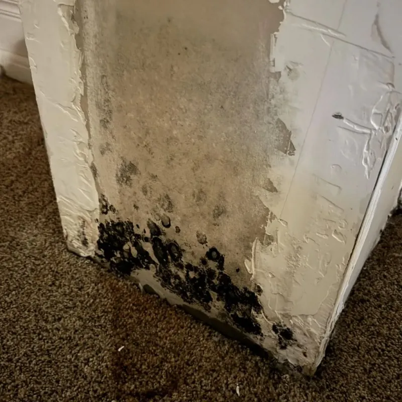 Professional Mold Removal in Ellis County, KS
